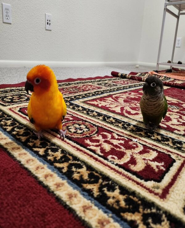 Conure Parrots