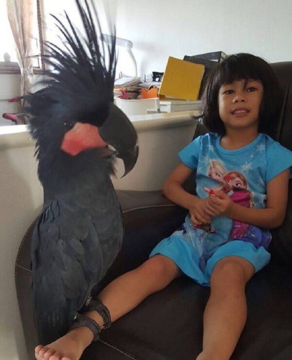 Black Palm Cockatoo