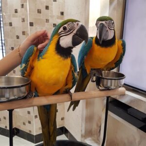 Macaw Parrots