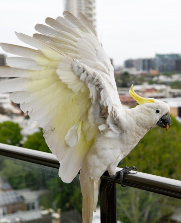 Sulphur Crested Cockatoo Parrot