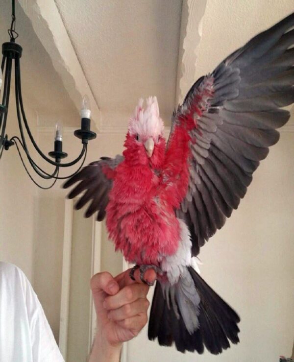 Rose Breasted Cockatoo
