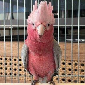 Rose Breasted Cockatoo