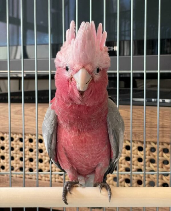 Rose Breasted Cockatoo