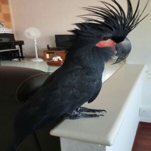 Black Palm Cockatoo