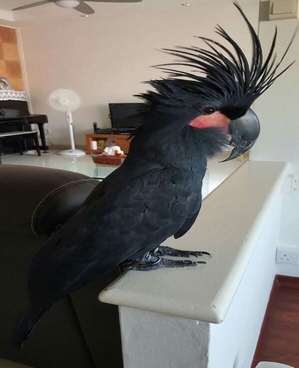 Black Palm Cockatoo