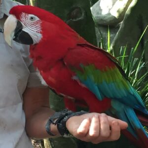 Green Wing Macaw Parrots