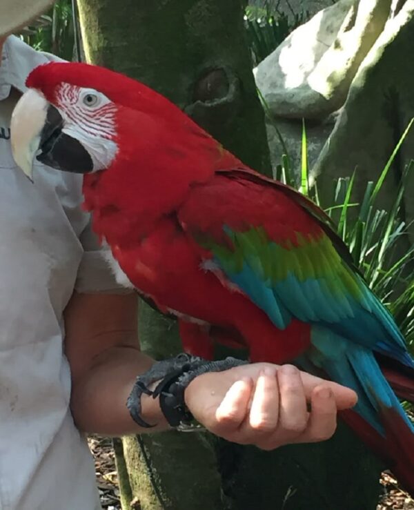 Green Wing Macaw Parrots
