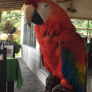 Scarlet Macaw Parrot