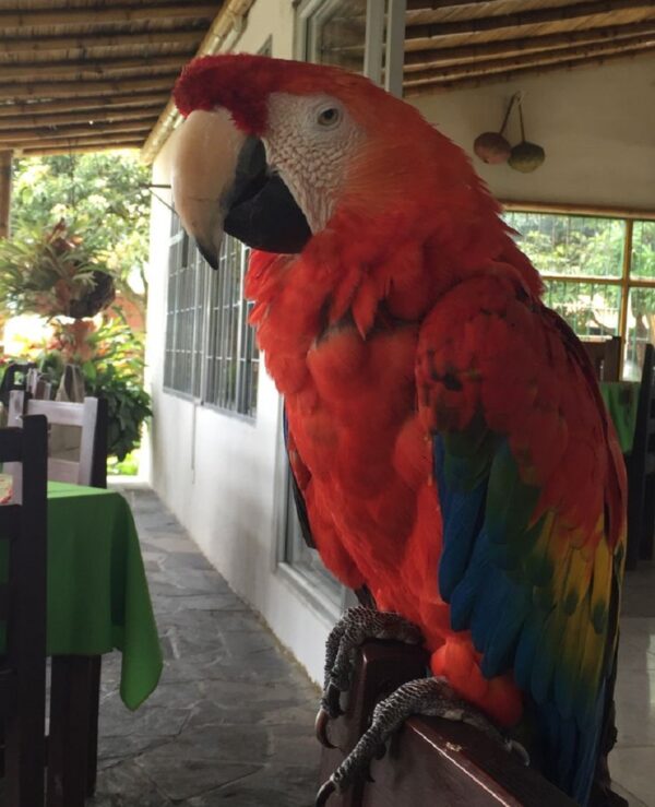 Scarlet Macaw Parrot