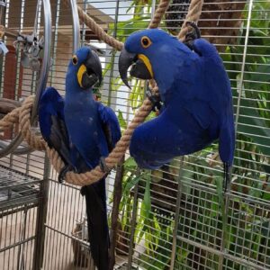 Macaw Hyacinth For Sale