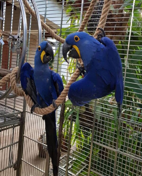 Macaw Hyacinth For Sale