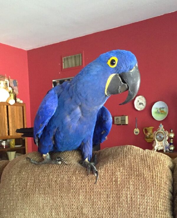 Hyacinth Macaw