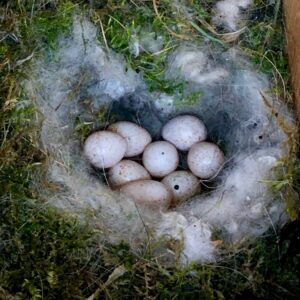 All Species Canaries Parrot Eggs