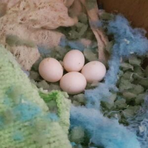 All Species Pionus Parrots Eggs