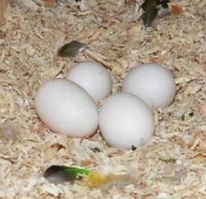 All Species Caique Parrot Eggs