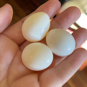 All Species Quaker Parrot Eggs