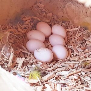 All Species Eclectus Parrot Eggs