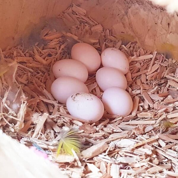 All Species Eclectus Parrot Eggs
