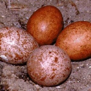 All Species Peregrine Falcon Eggs
