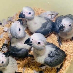 Baby Parrots