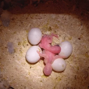 All Species Cockatoo Parrot Eggs