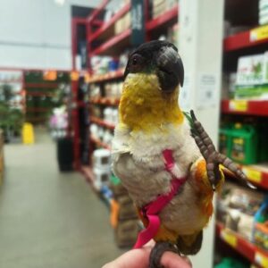 Black Headed Caique Parrot
