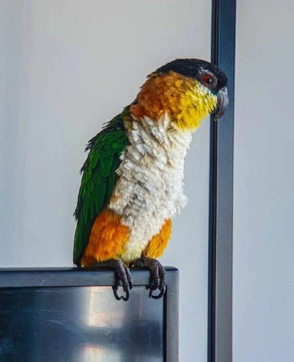 Black Headed Caique Parrot - Image 2