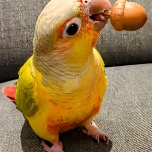 Sun Conure Parrot