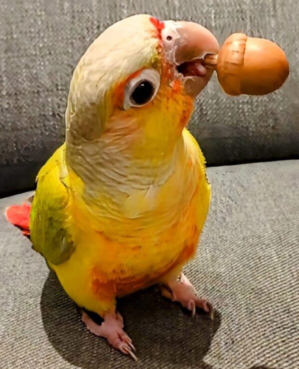 Sun Conure Parrot