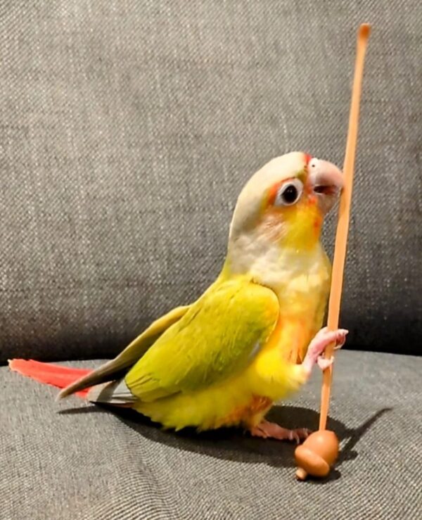 Sun Conure Parrot