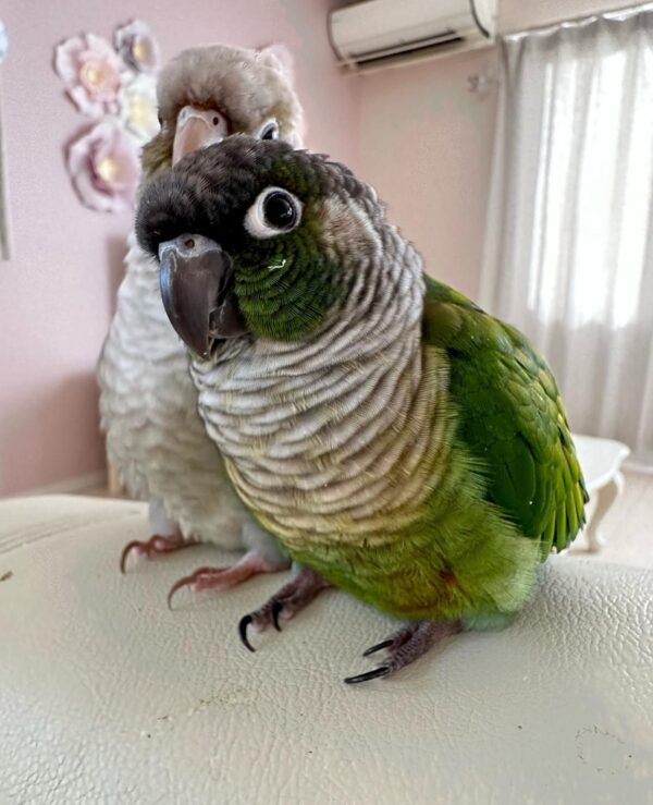 conure parrot for sale - Image 3