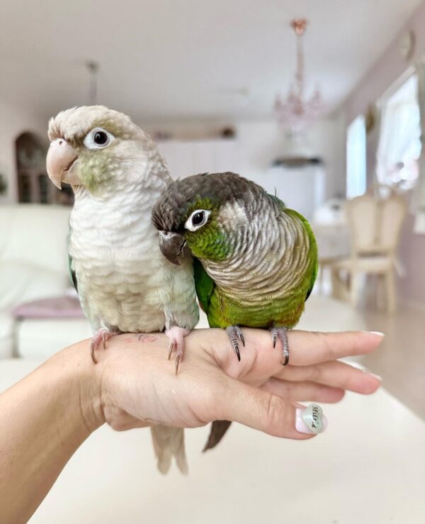 conure parrot for sale