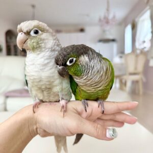 conure parrot for sale