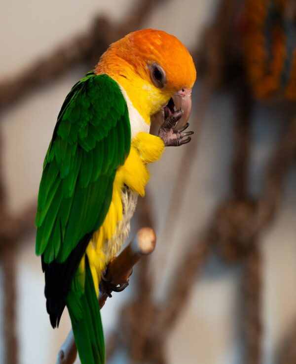 White Bellied Parrots