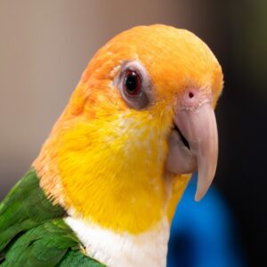 White Bellied Parrots