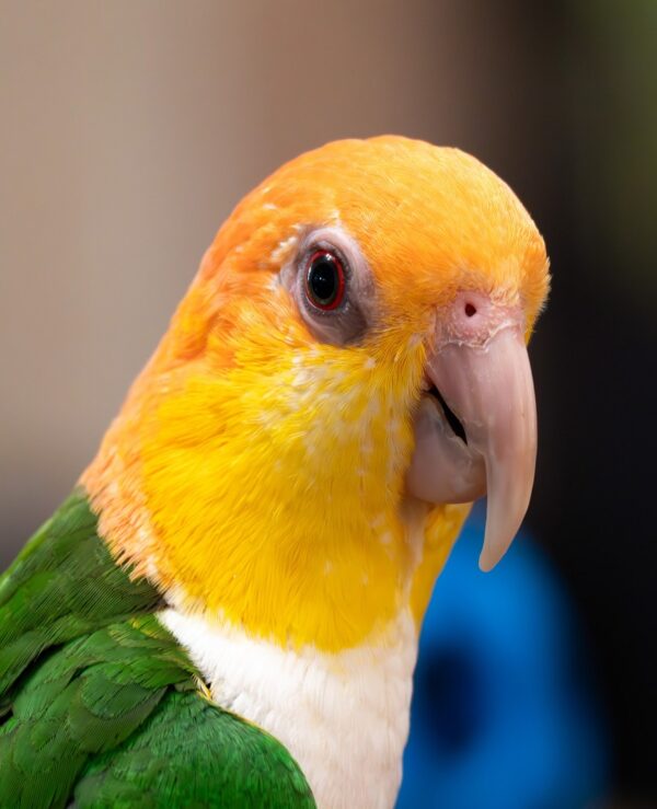 White Bellied Parrots