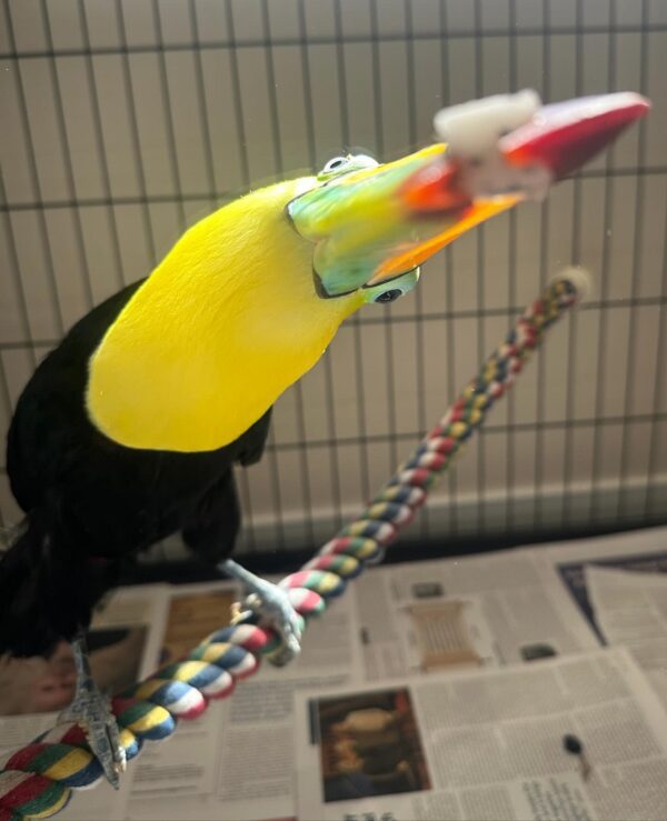 Keel Billed Toucan