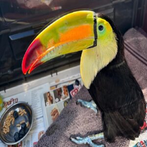 Keel Billed Toucan