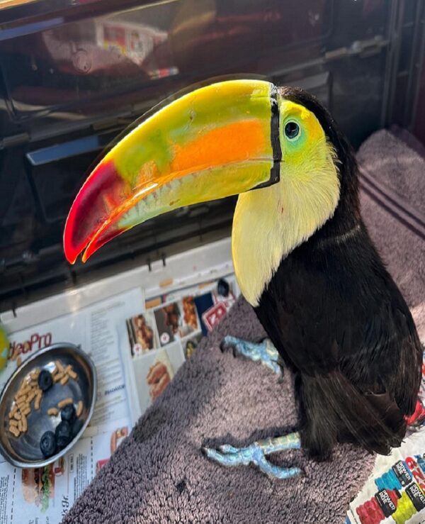 Keel Billed Toucan