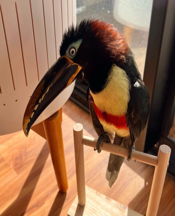 Chestnut Eared Aracari