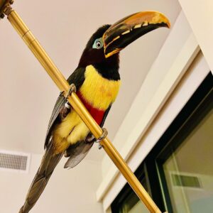 Chestnut Eared Aracari