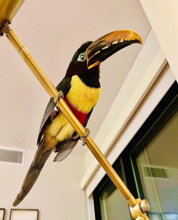 Chestnut Eared Aracari