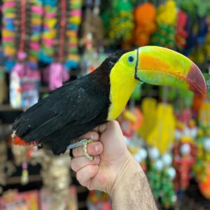 Keel Billed Toucan