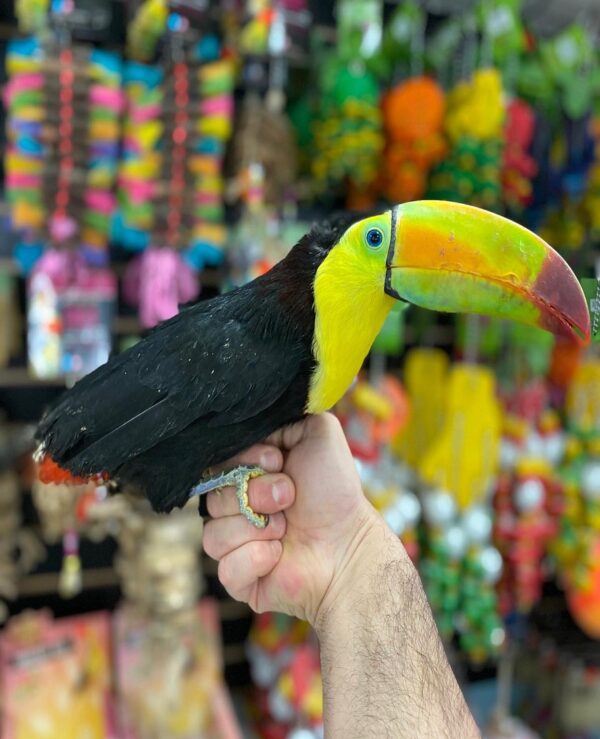 Keel Billed Toucan
