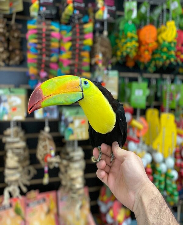 Rainbow Toucan