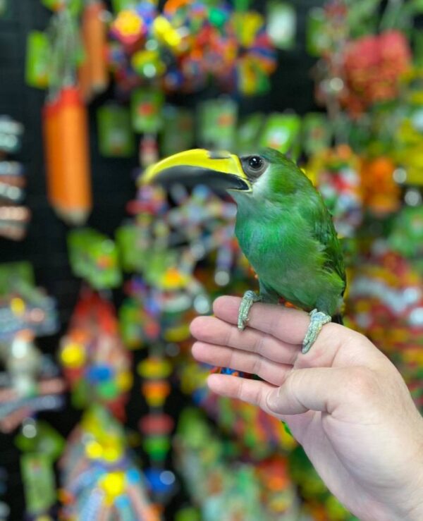 Emerald Toucanets