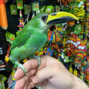 Emerald Toucanets