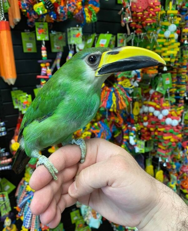 Emerald Toucanets
