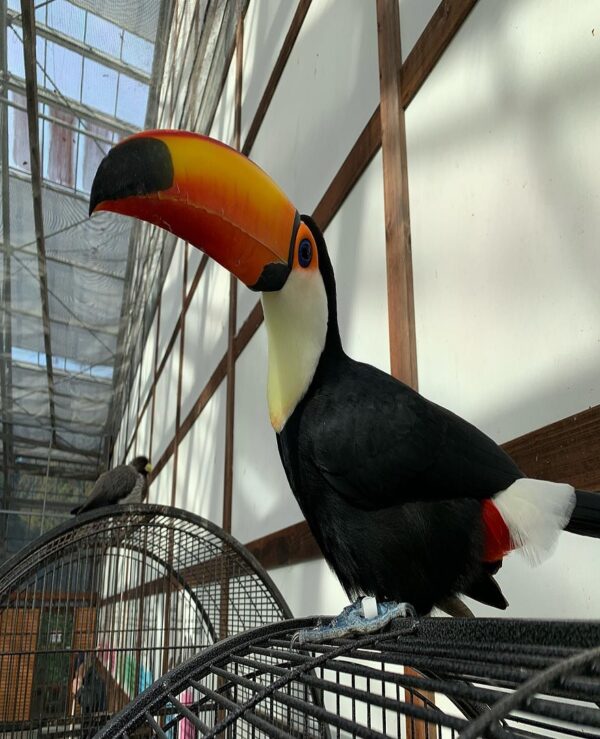 Toco Toucan