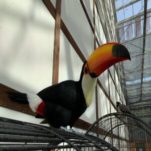 Toco Toucan